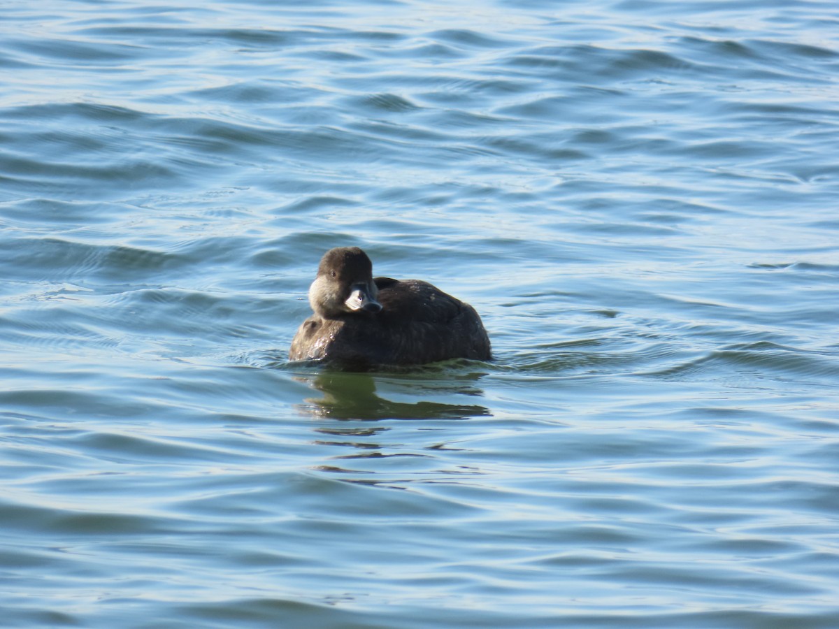 Black Scoter - ML646808718