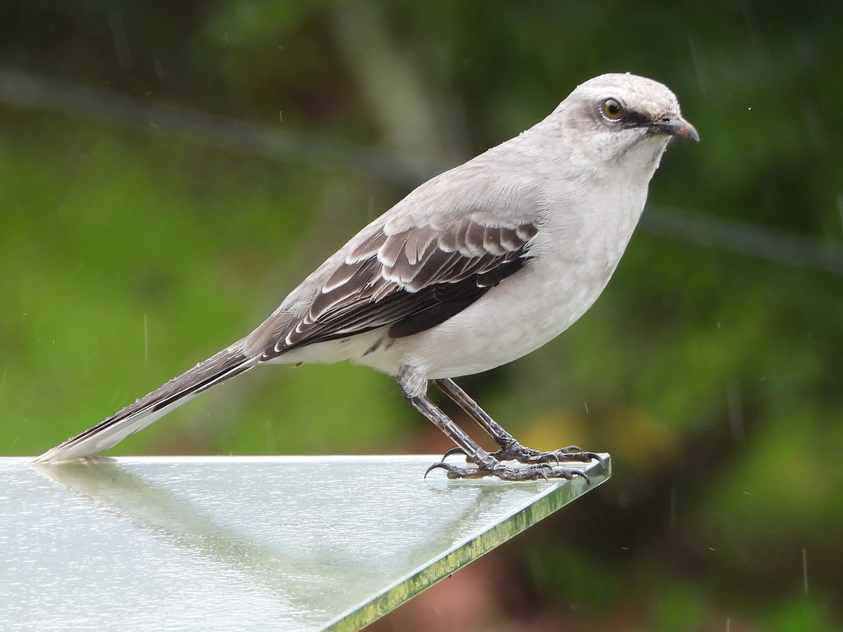 Tropical Mockingbird - ML646808719