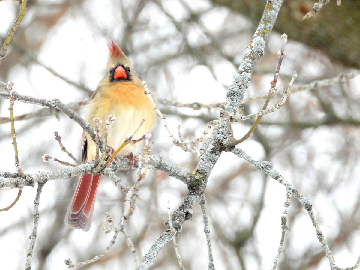 Northern Cardinal - ML646808720