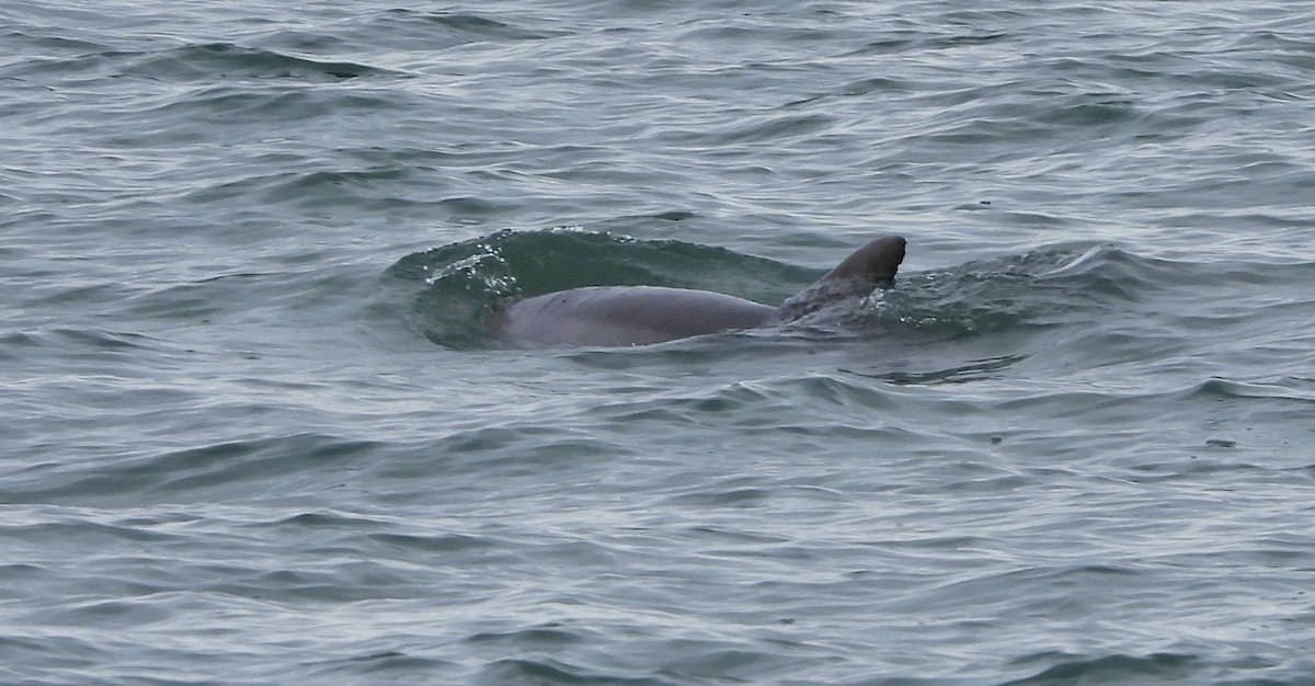 Animals - ML646808721