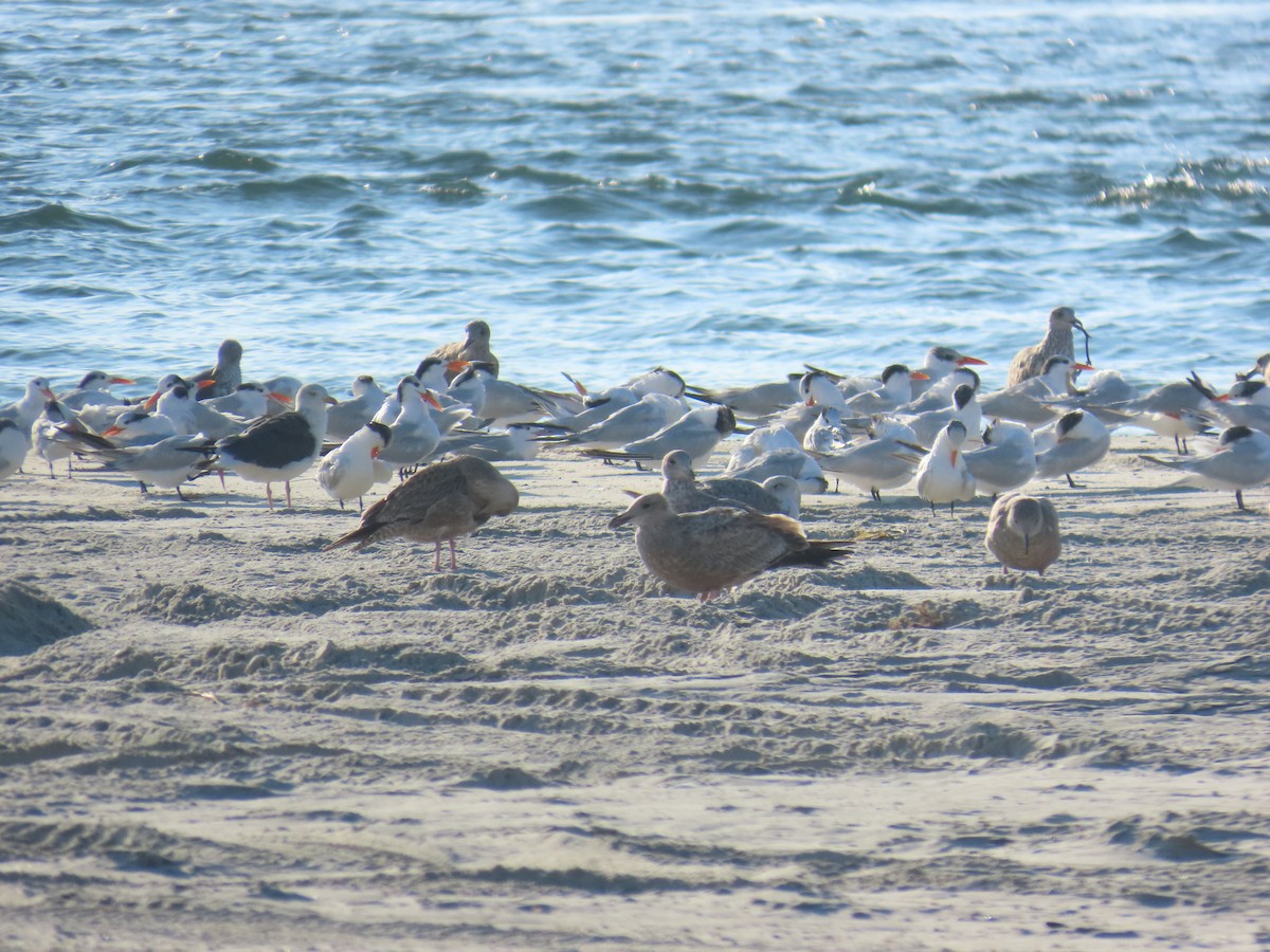 Great Black-backed Gull - ML646808725