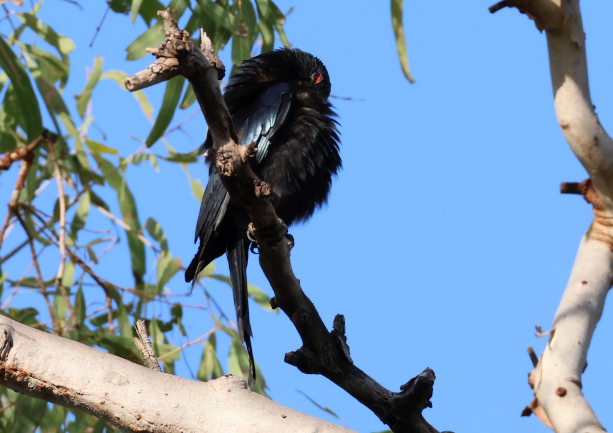 Spangled Drongo - ML646808727