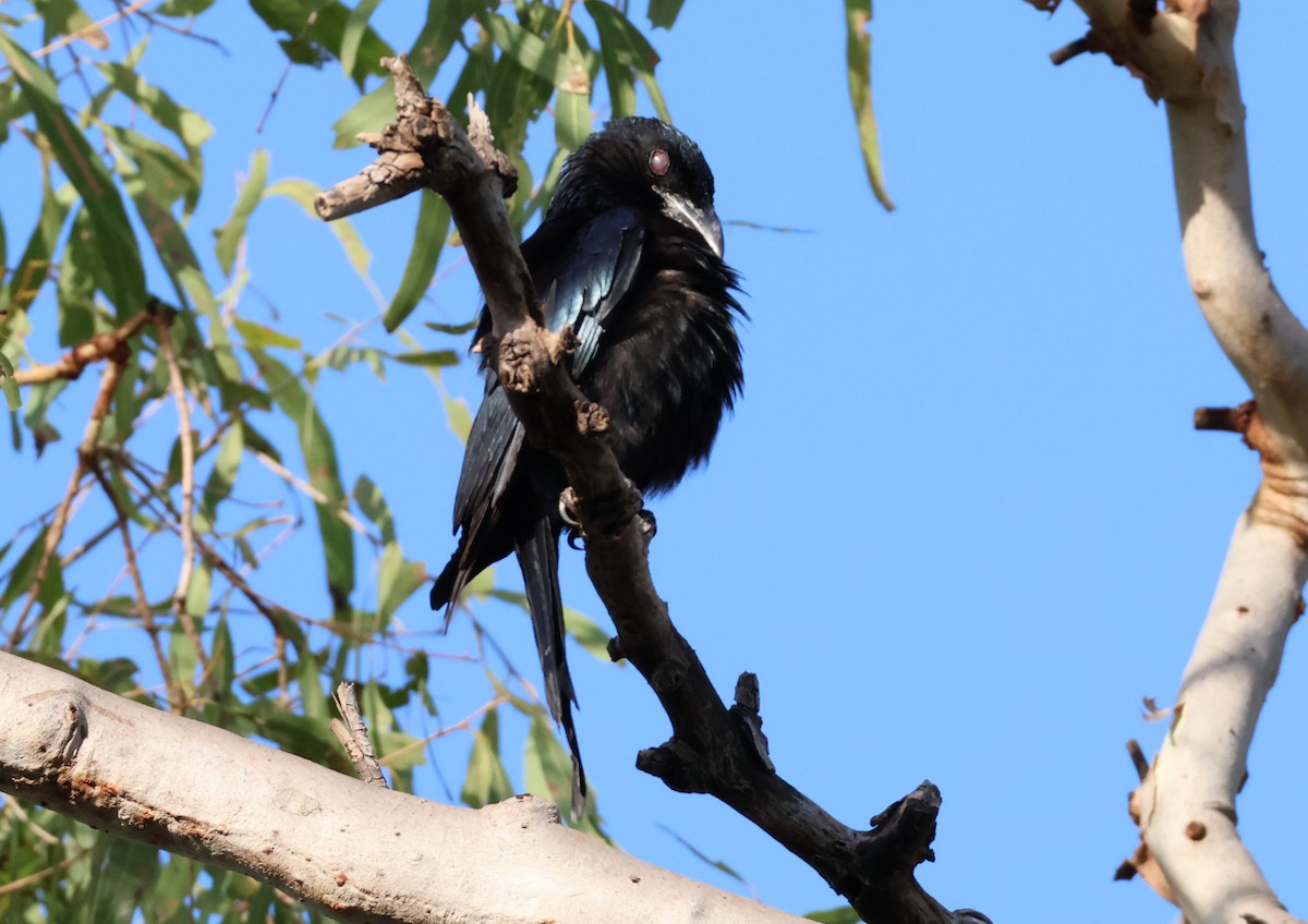 Spangled Drongo - ML646808728