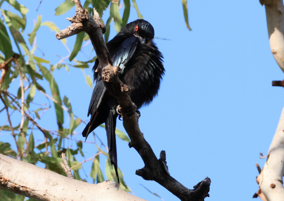 Spangled Drongo - ML646808729