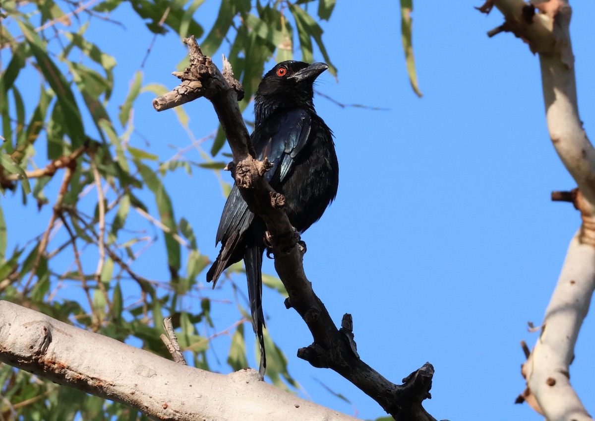 Spangled Drongo - ML646808730
