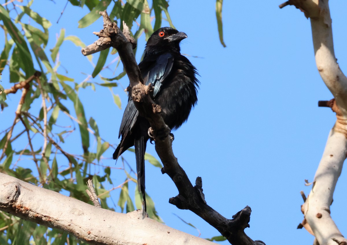 Spangled Drongo - ML646808731