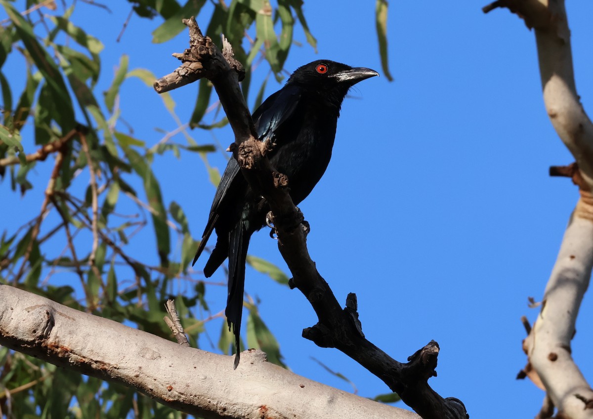 Spangled Drongo - ML646808732