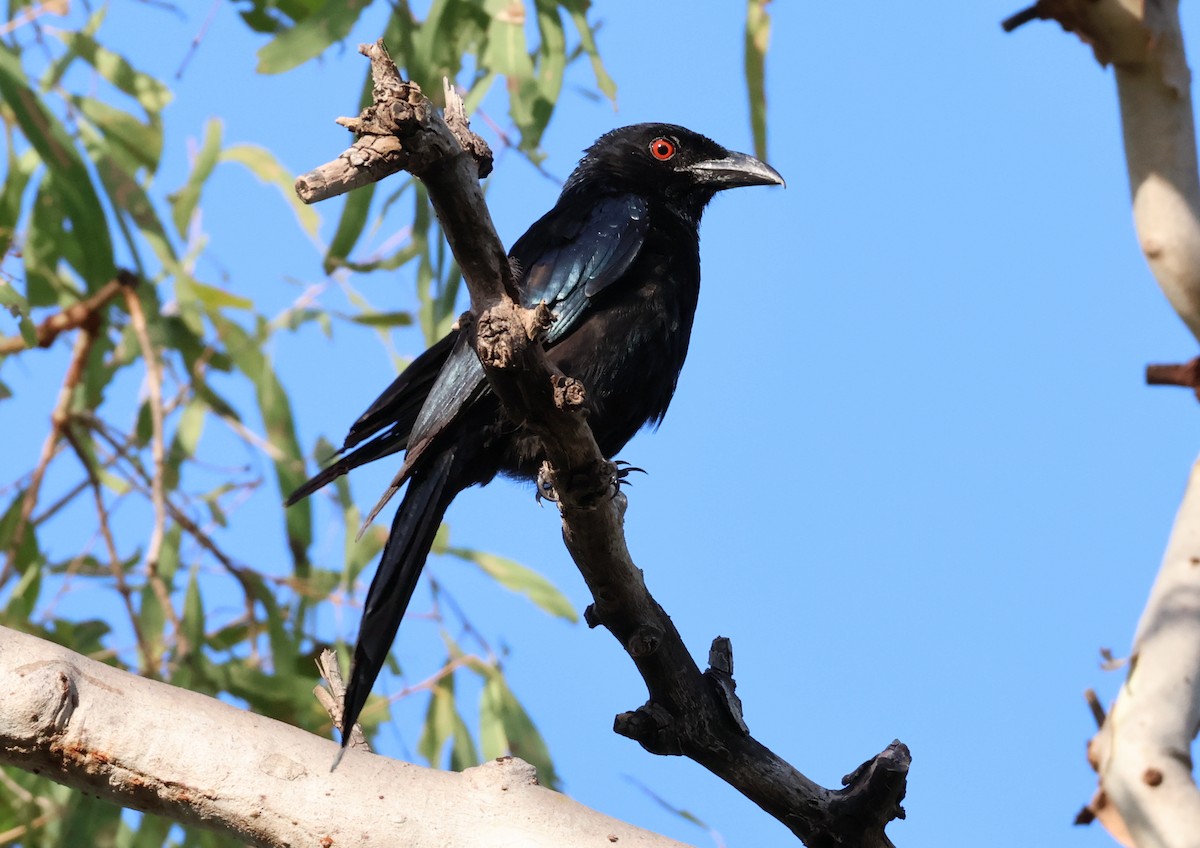 Spangled Drongo - ML646808733