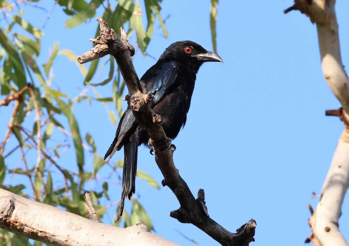 Spangled Drongo - ML646808734