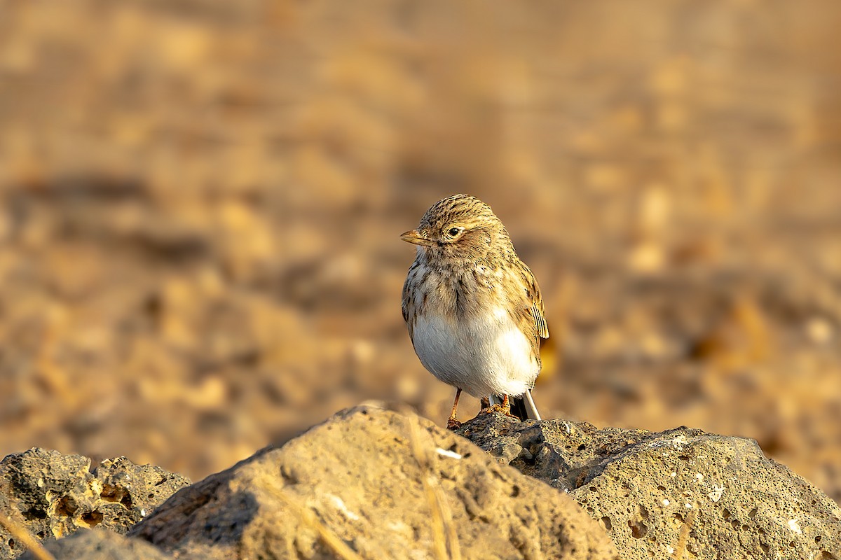 Mediterranean Short-toed Lark - ML646808735