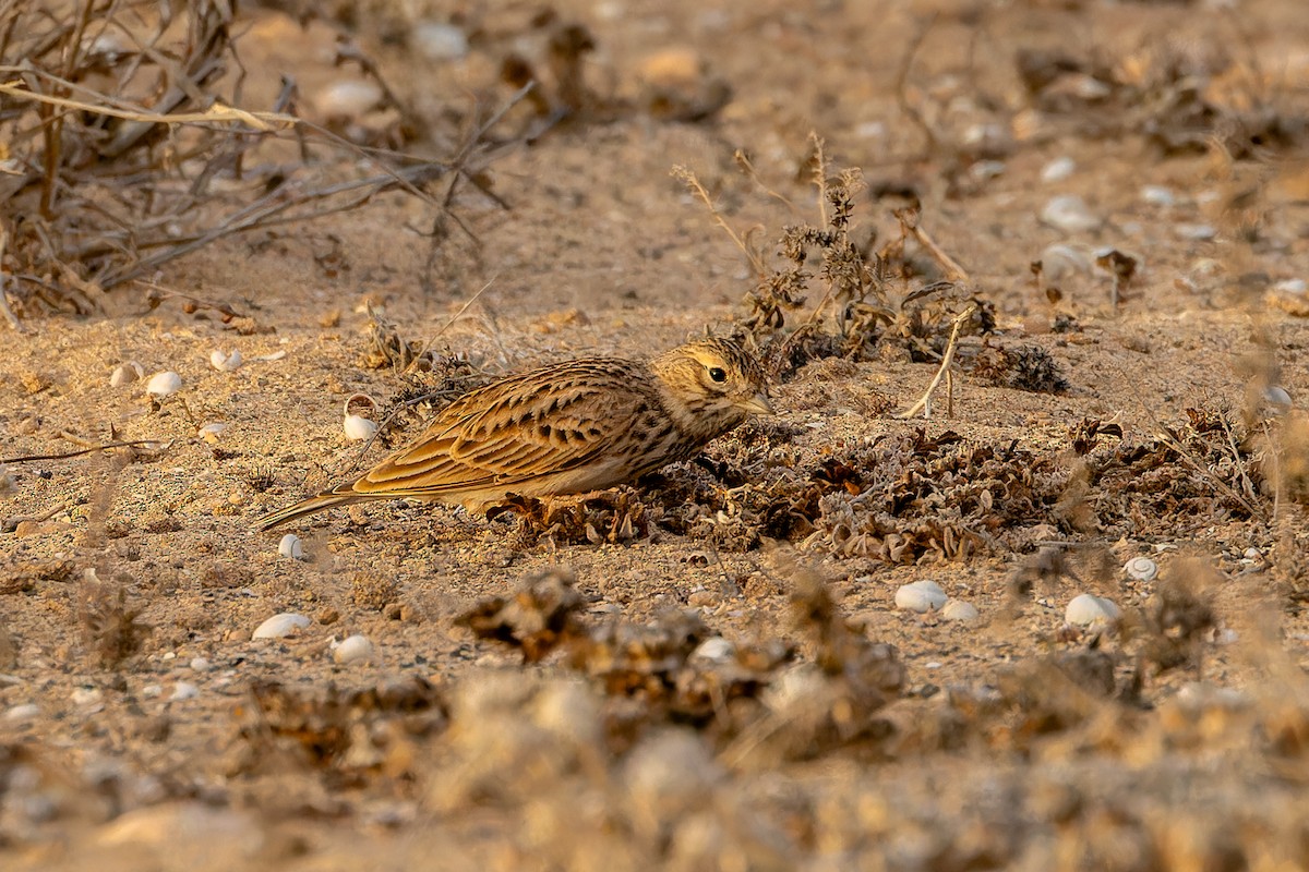 Mediterranean Short-toed Lark - ML646808736