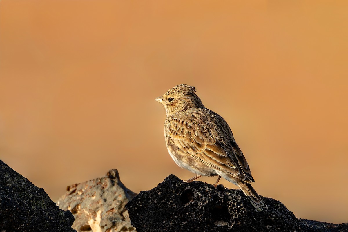 Mediterranean Short-toed Lark - ML646808737