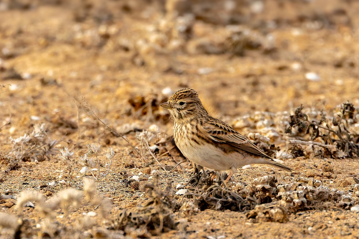 Mediterranean Short-toed Lark - ML646808738