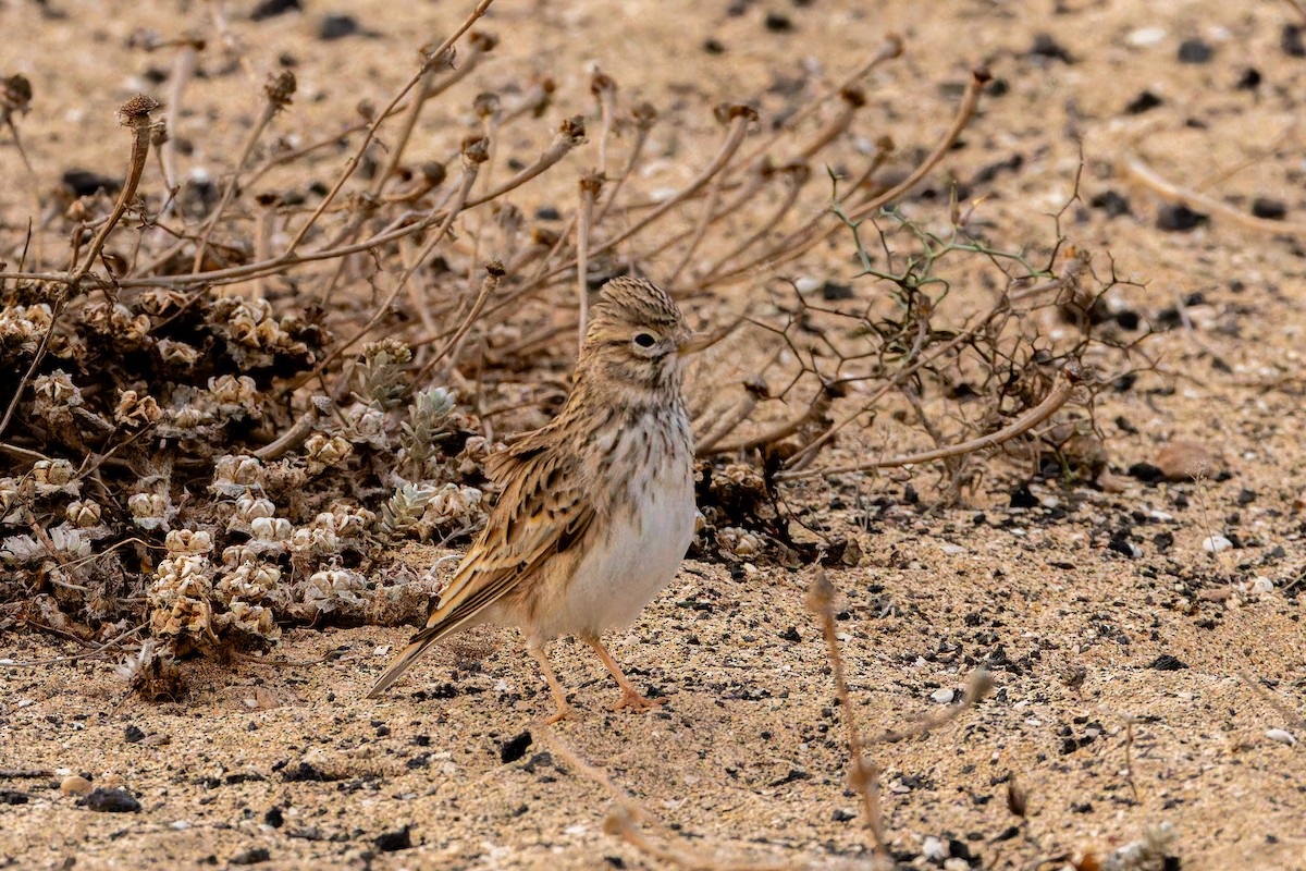 Mediterranean Short-toed Lark - ML646808739