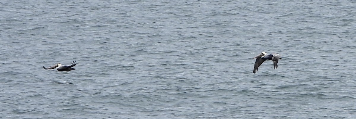 Brown Pelican - ML646808741