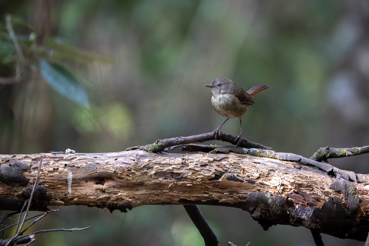 Tasmanian Scrubwren - ML646808742