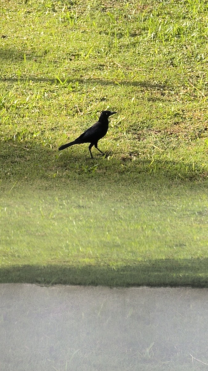 sørgetrupial - ML646808743