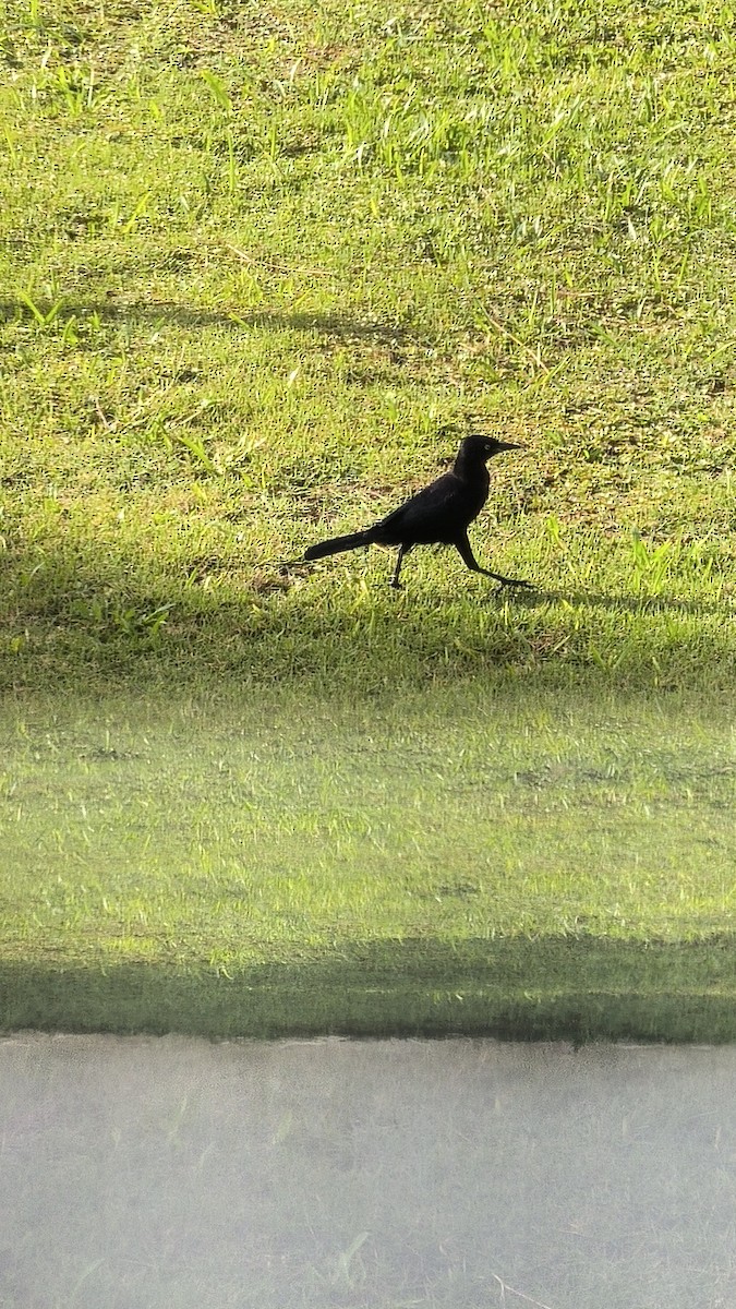 sørgetrupial - ML646808744