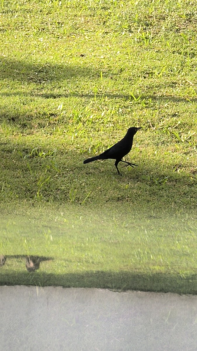 sørgetrupial - ML646808745