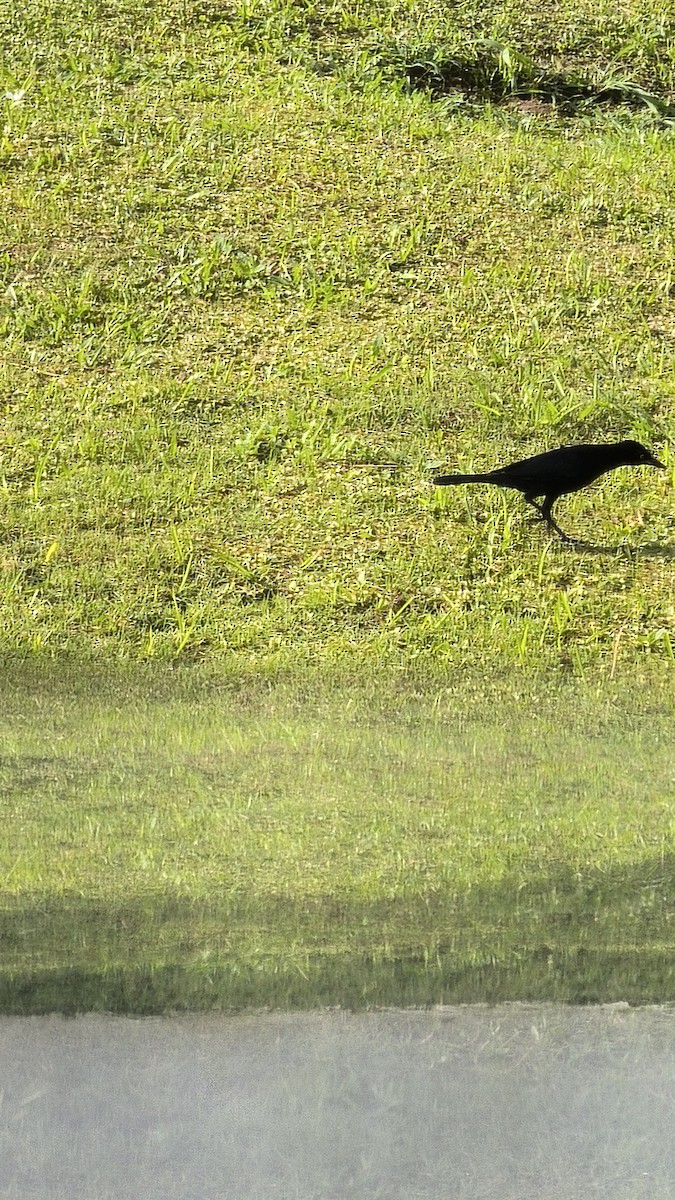 sørgetrupial - ML646808746