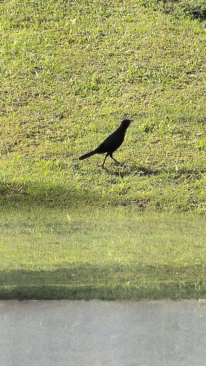 sørgetrupial - ML646808747