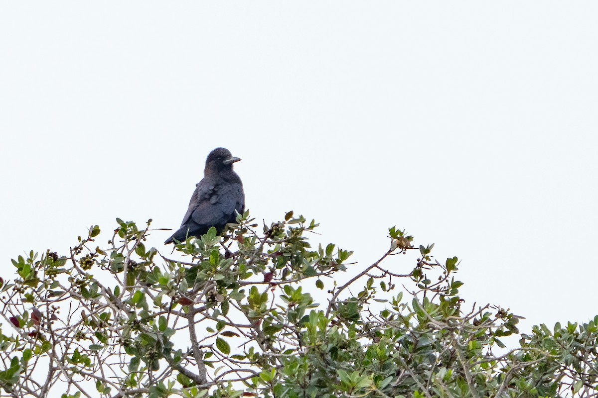 Cape Crow - ML646808755