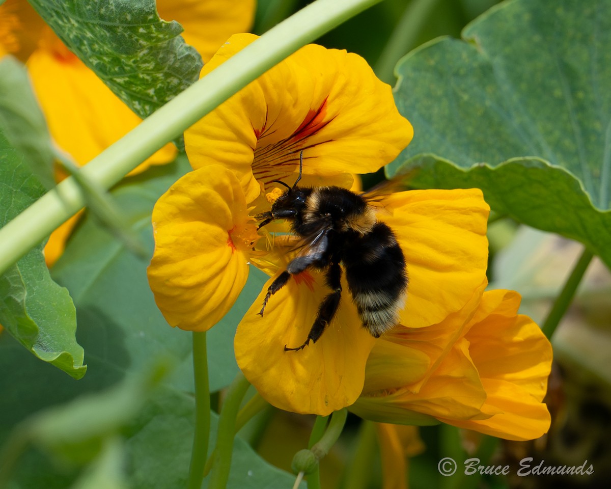 Buff-tailed Bumblebee - ML646808757