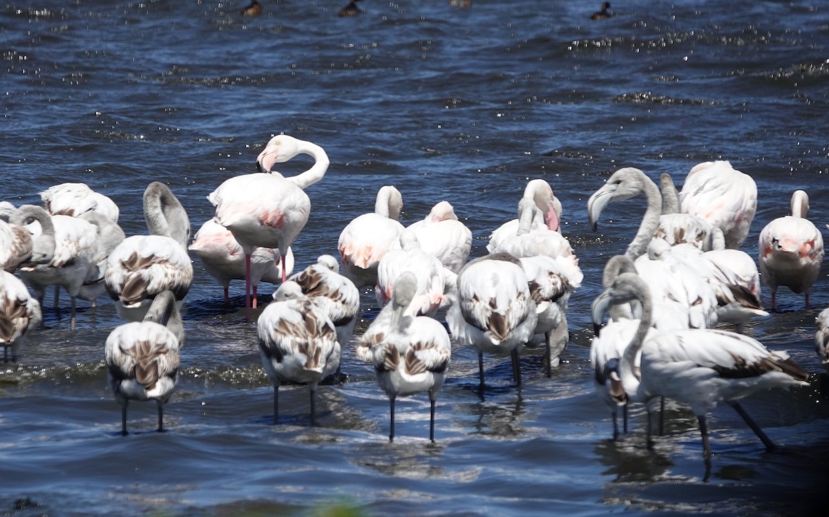 Rosaflamingo - ML646808760