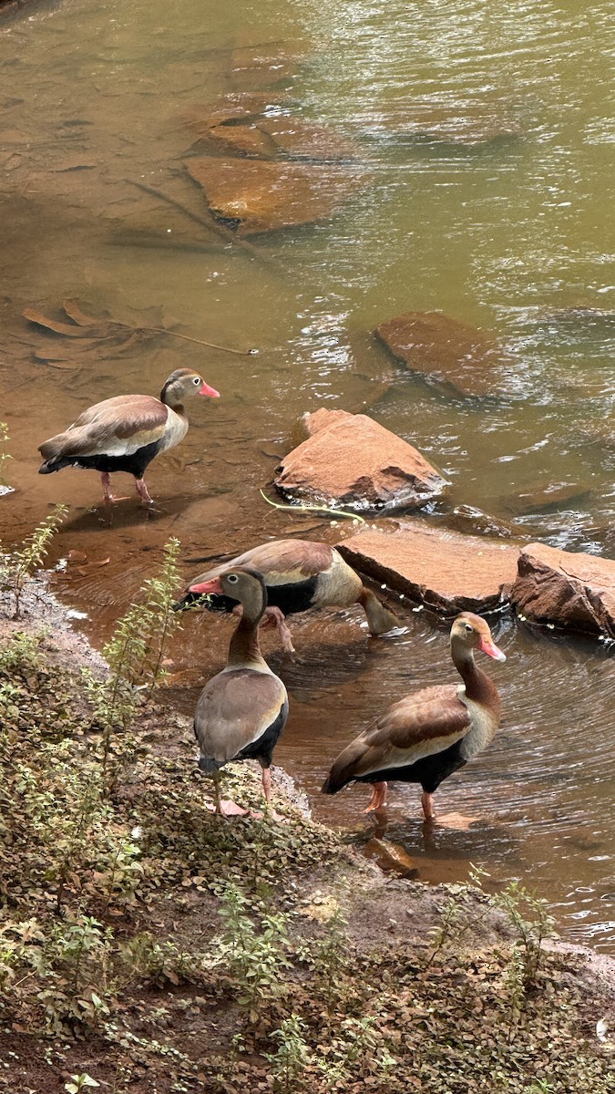 Красноклювая древесная утка - ML646808761