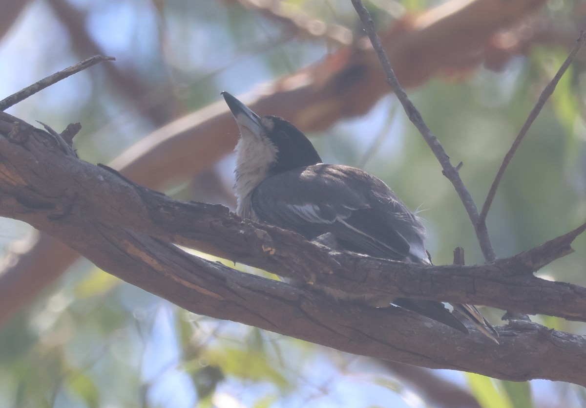 Gray Butcherbird - ML646808762