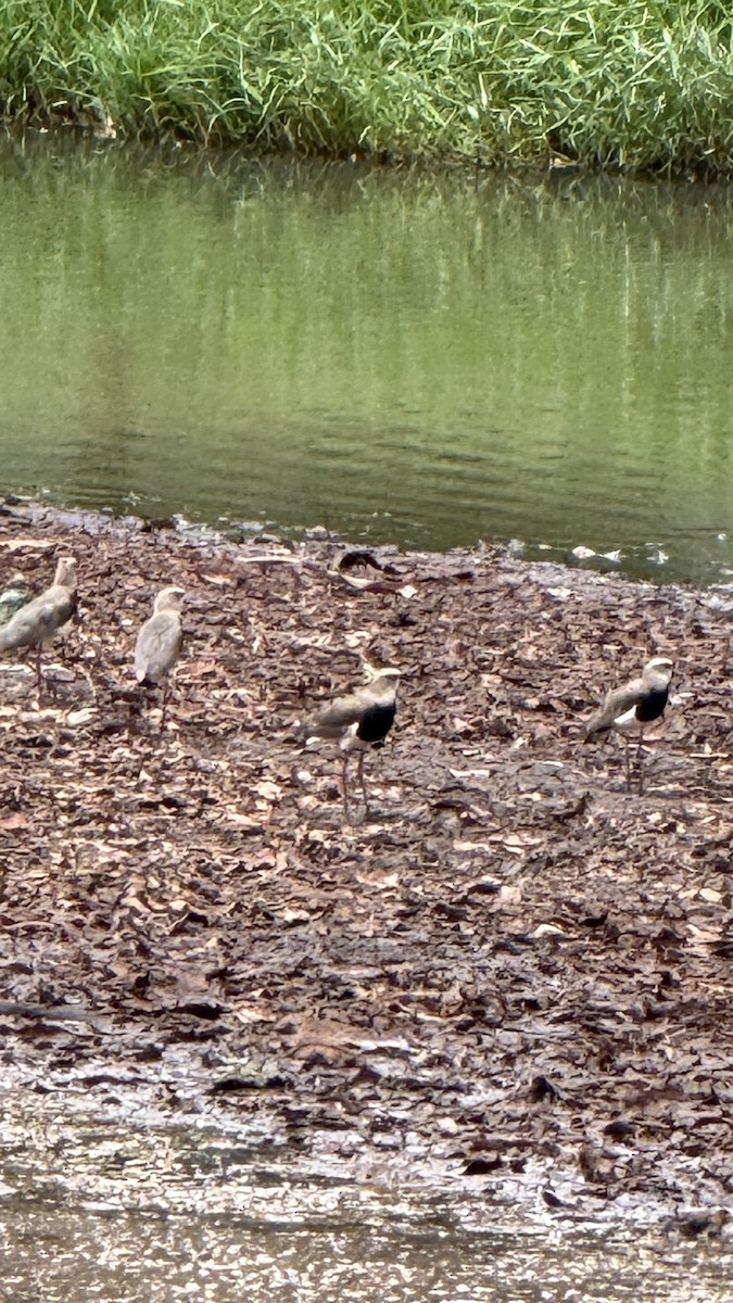 Кайеннский чибис - ML646808764