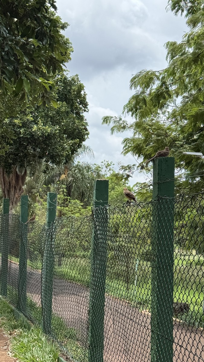 Белобровый пересмешник - ML646808765