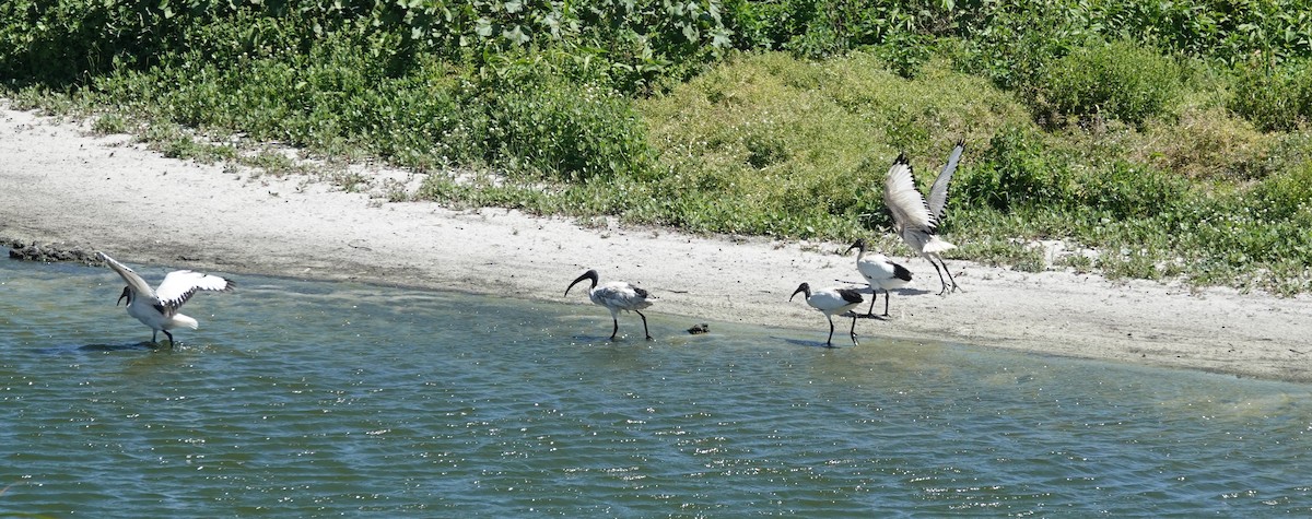 Pharaonenibis - ML646808768