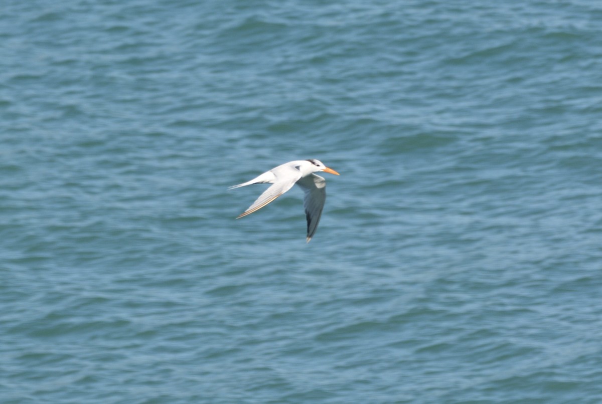 Royal Tern - ML646808769