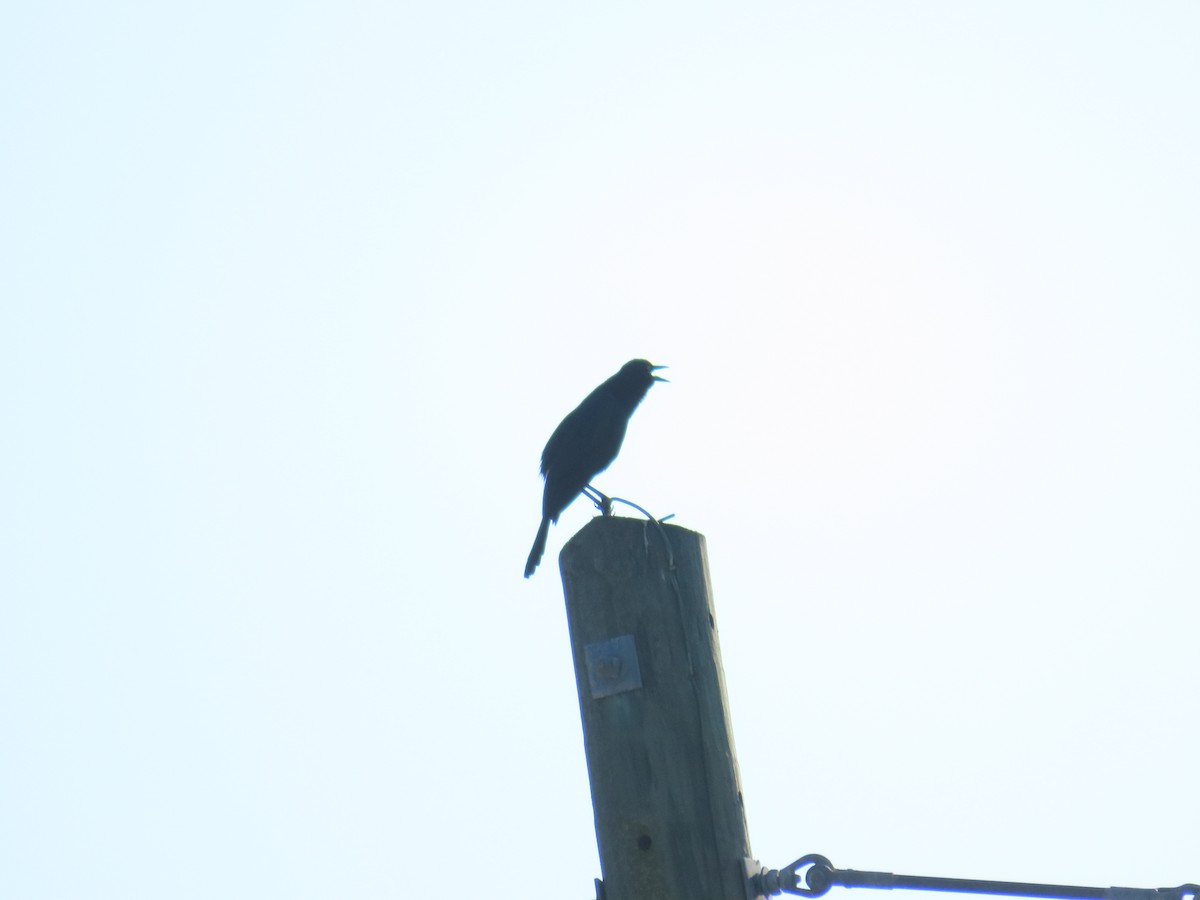 Boat-tailed Grackle - ML646808770