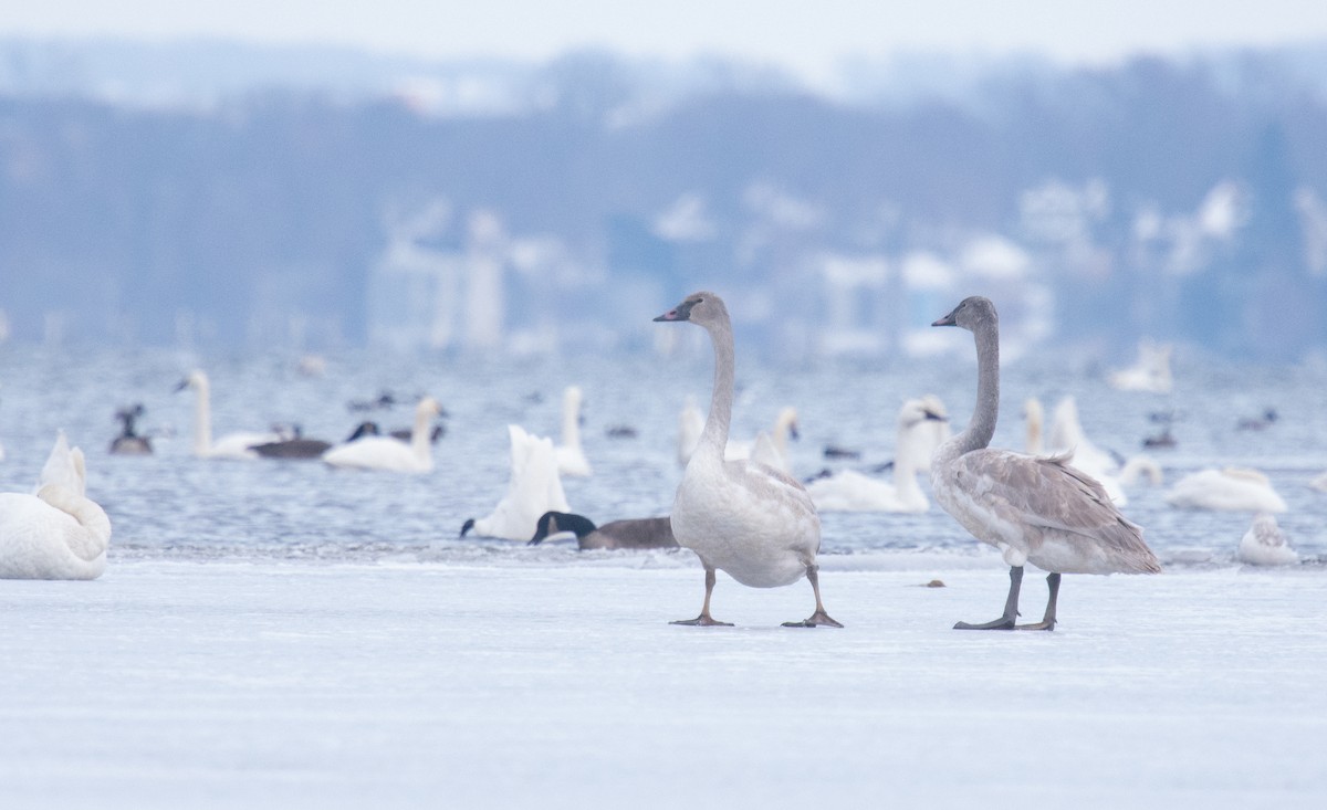 ברבור אמריקני - ML646808771