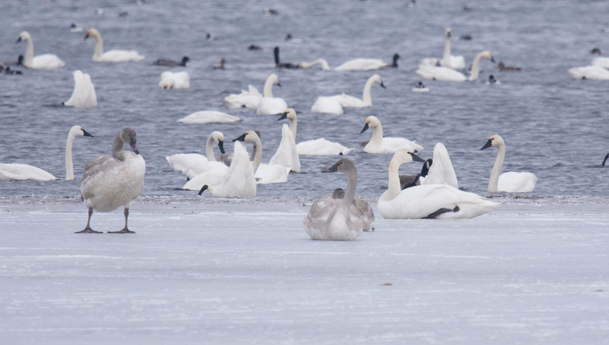 ברבור אמריקני - ML646808772