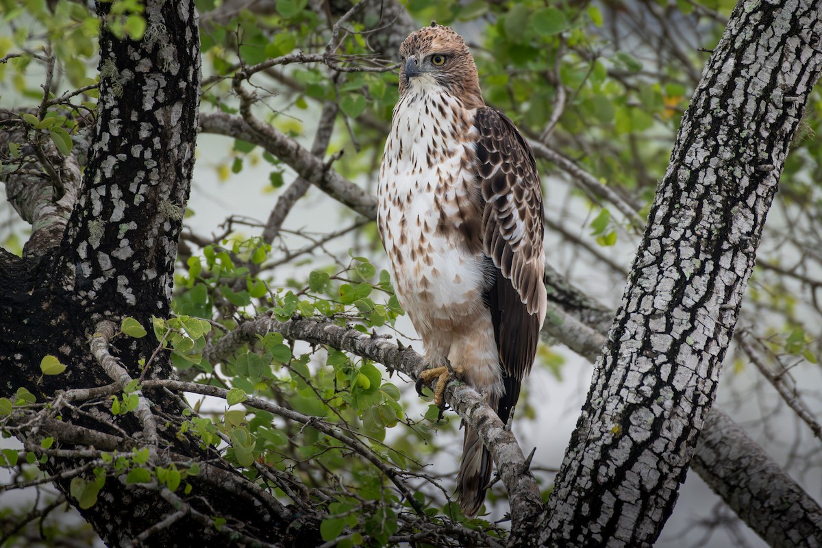 Changeable Hawk-Eagle - ML646808774