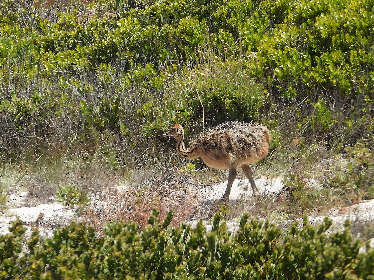 Африканский страус - ML646808775