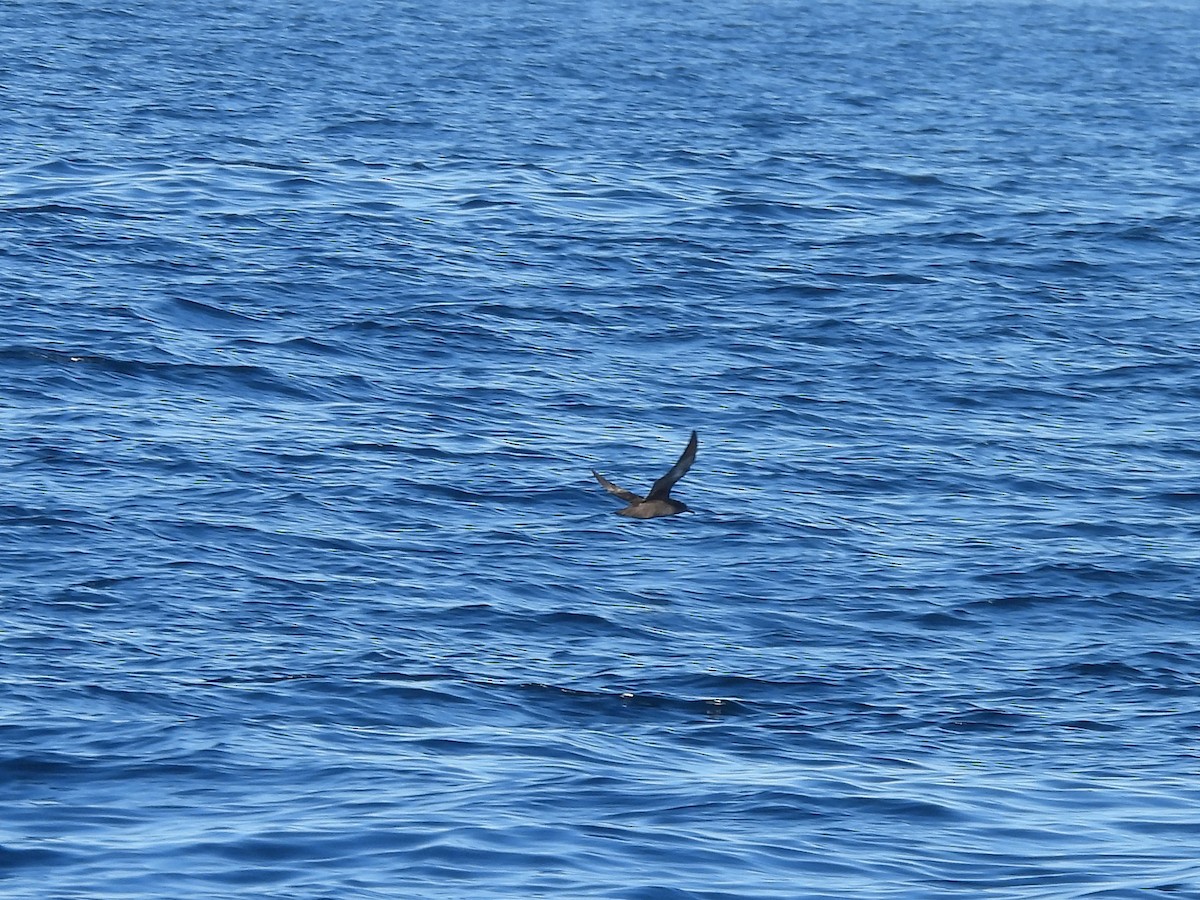 Sooty Shearwater - ML646808776