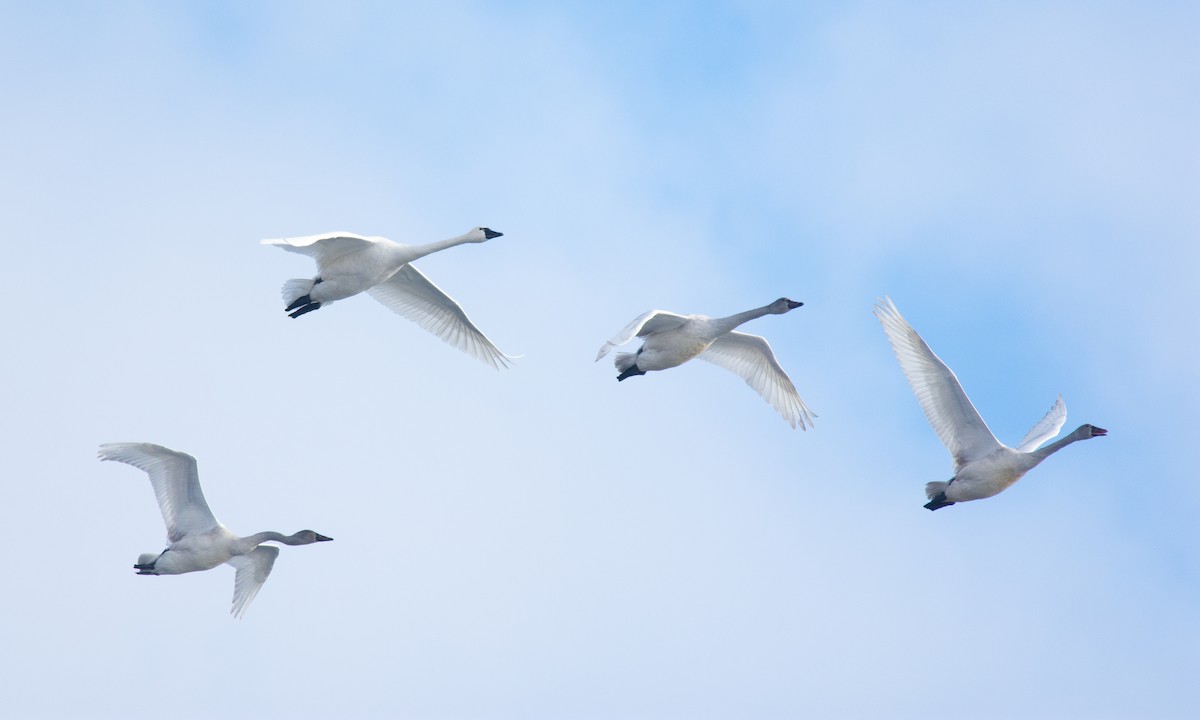 ברבור קטן - ML646808777