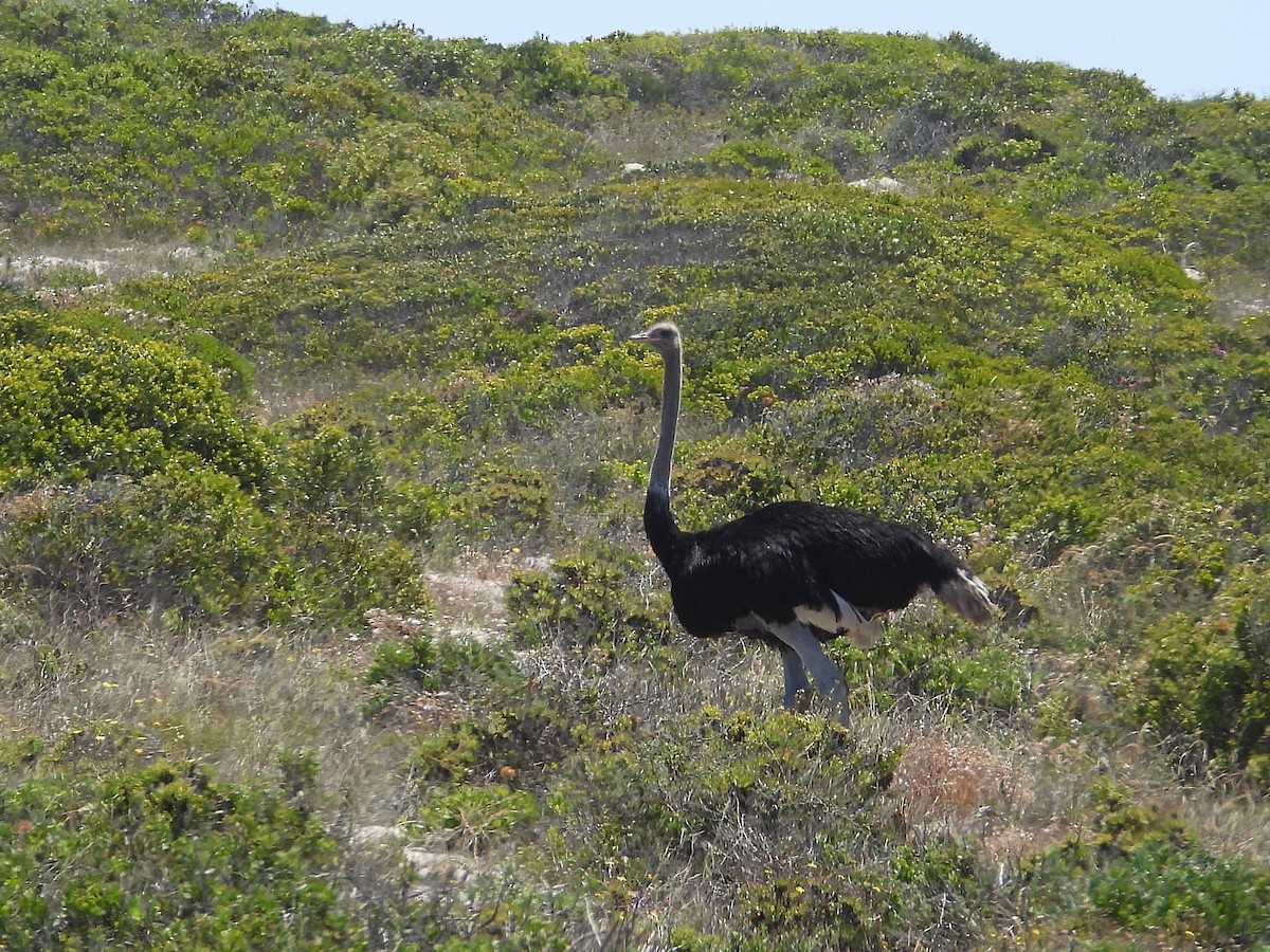 Африканский страус - ML646808778