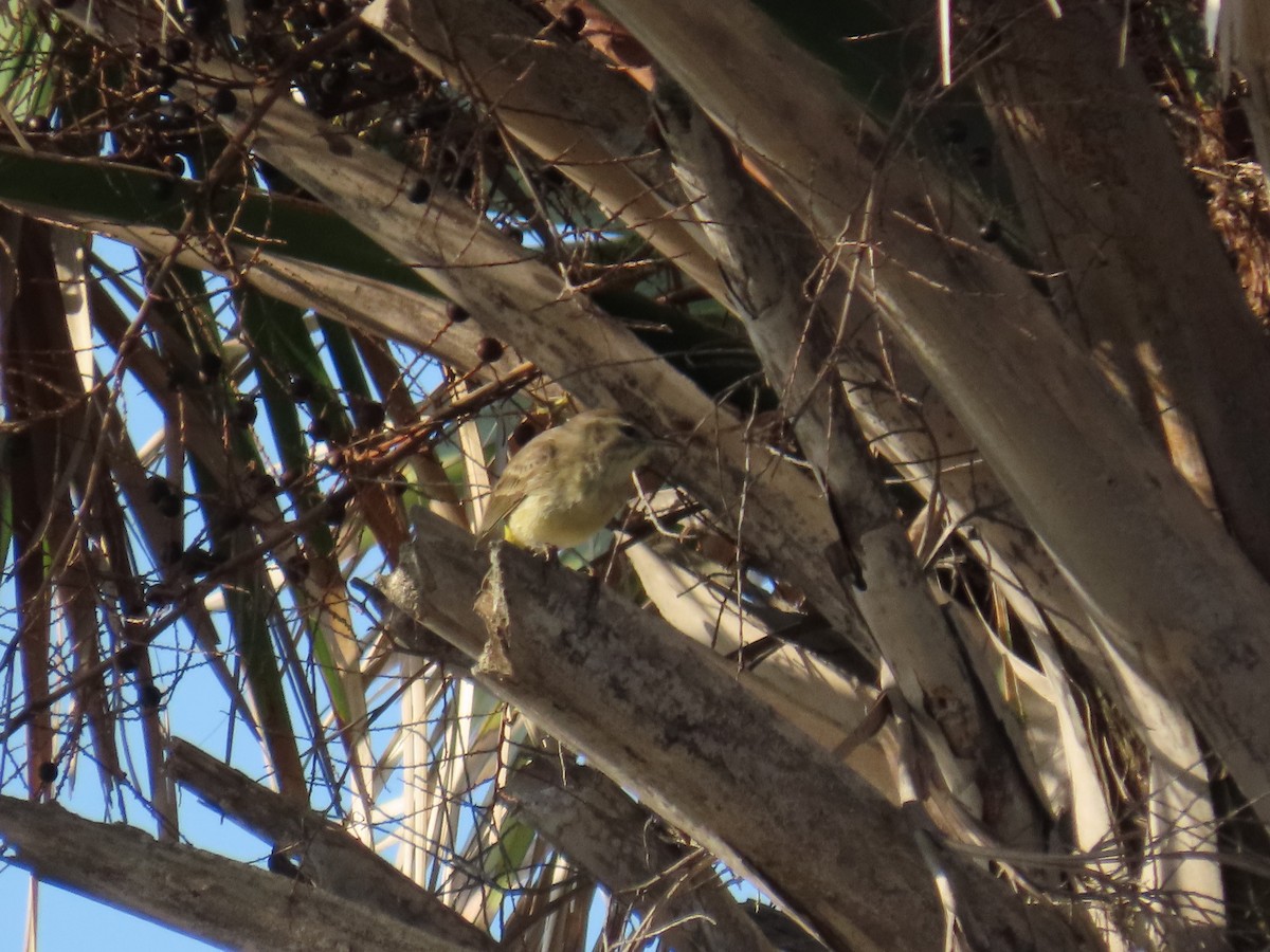 Palm Warbler - ML646808779