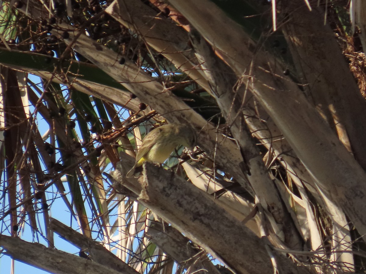 Palm Warbler - ML646808780