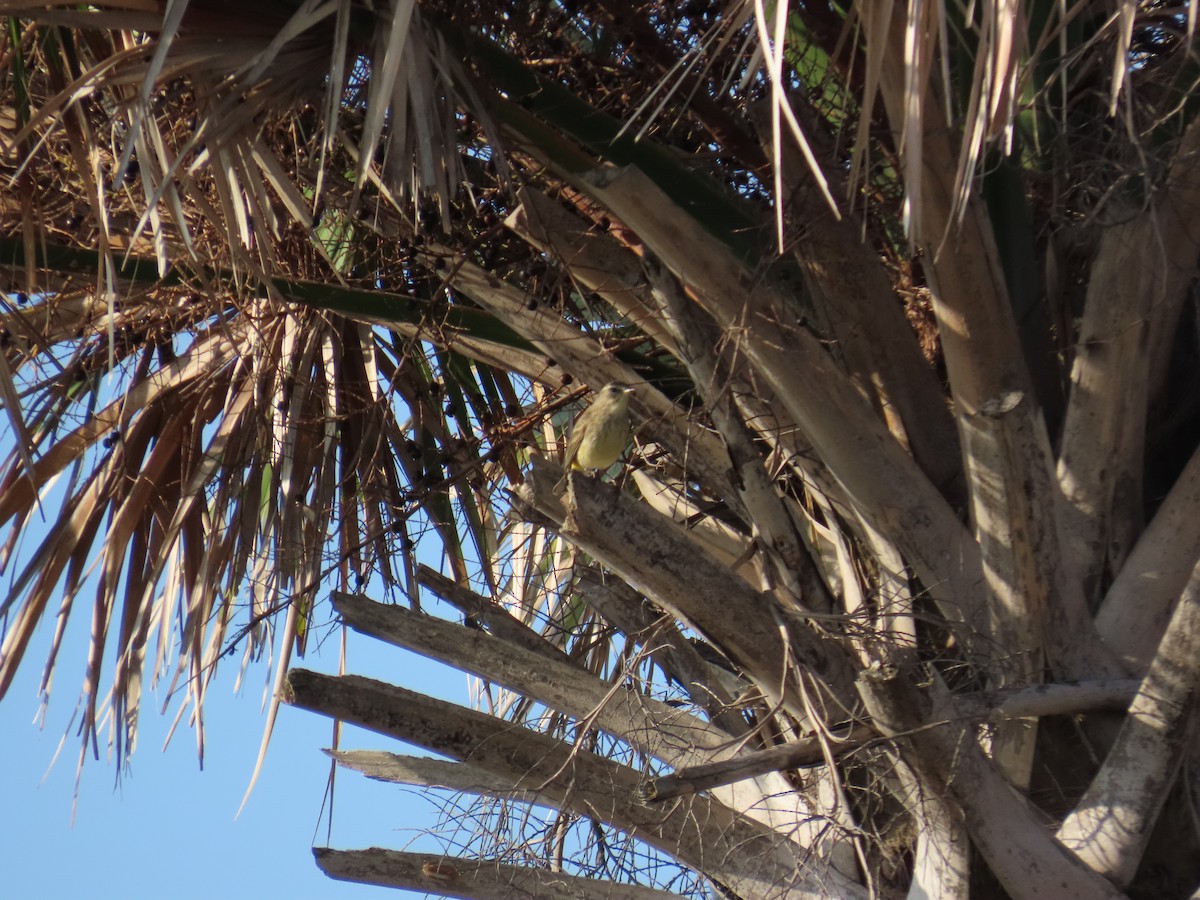 Palm Warbler - ML646808781