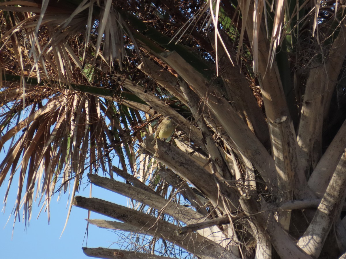 Palm Warbler - ML646808782