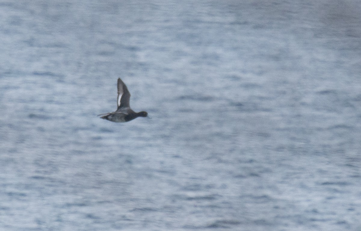 צולל בינוני - ML646808783