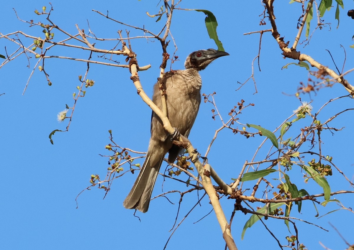 Helmeted Friarbird (Hornbill) - ML646808785