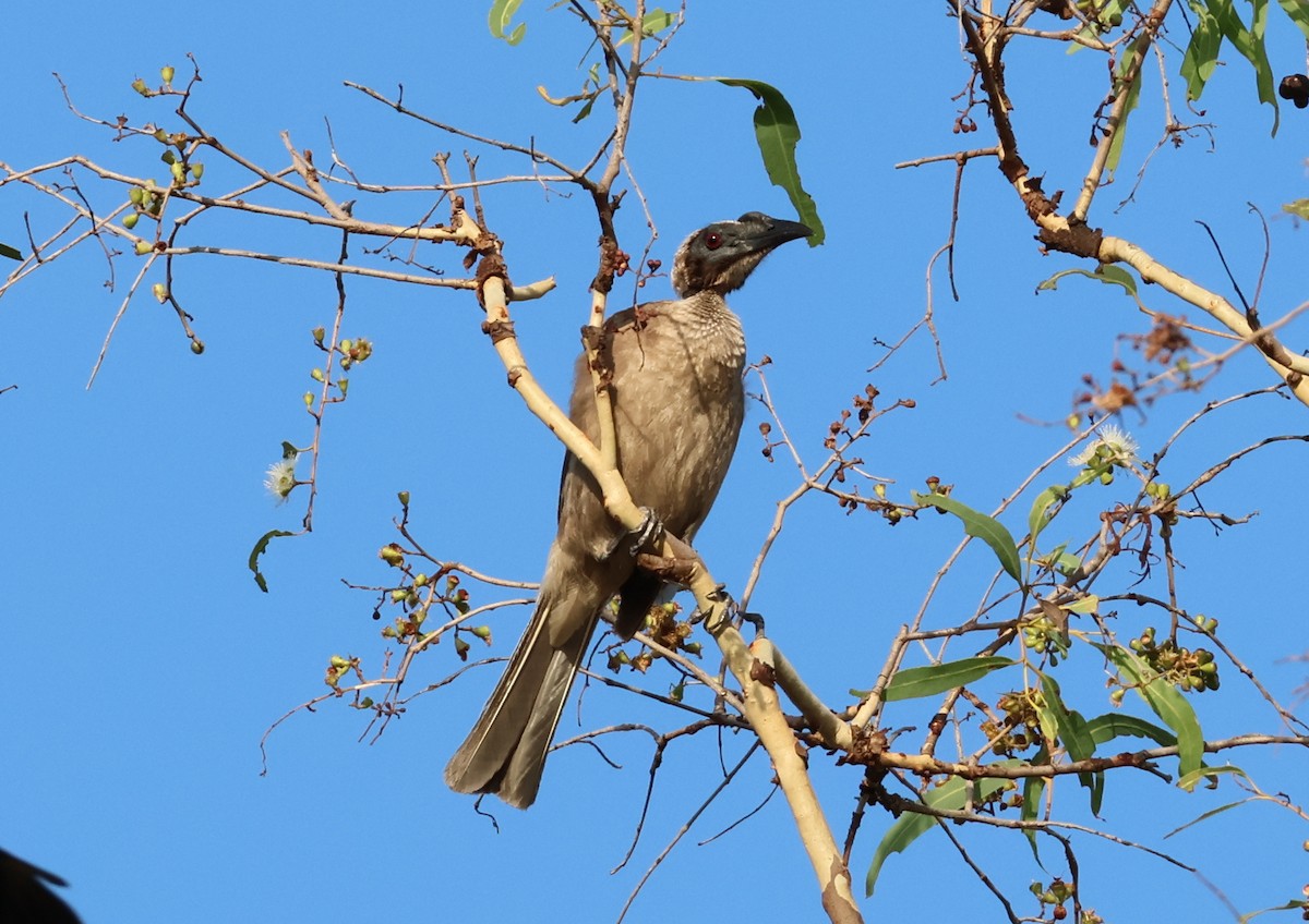 Helmeted Friarbird (Hornbill) - ML646808786