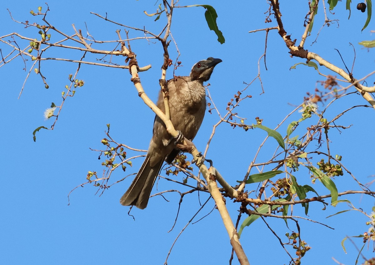 Helmeted Friarbird (Hornbill) - ML646808787
